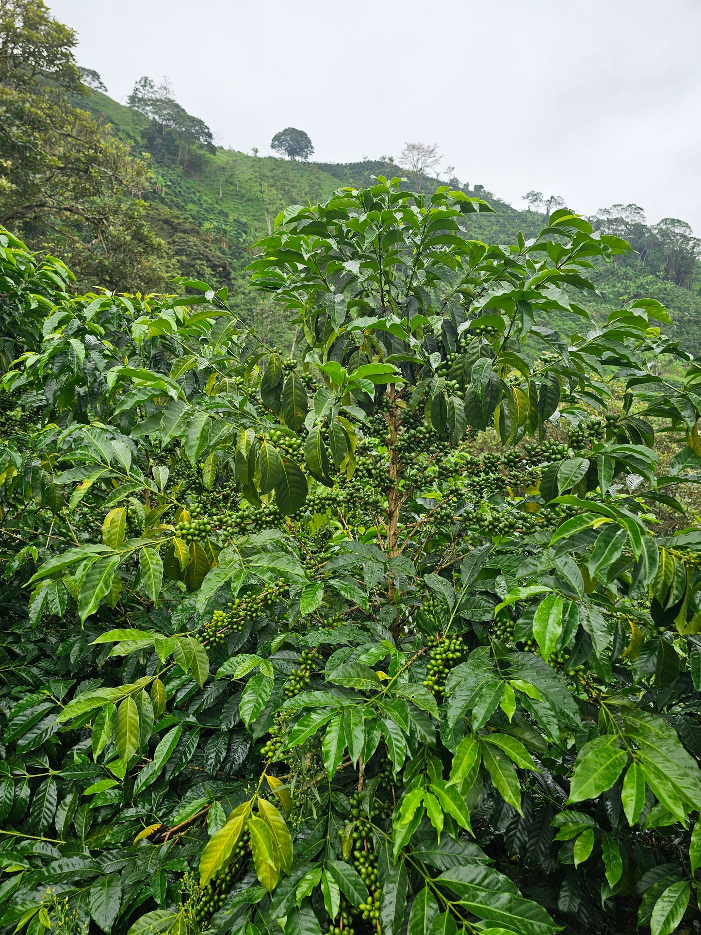 Colombia La Soledad Papayo Washed