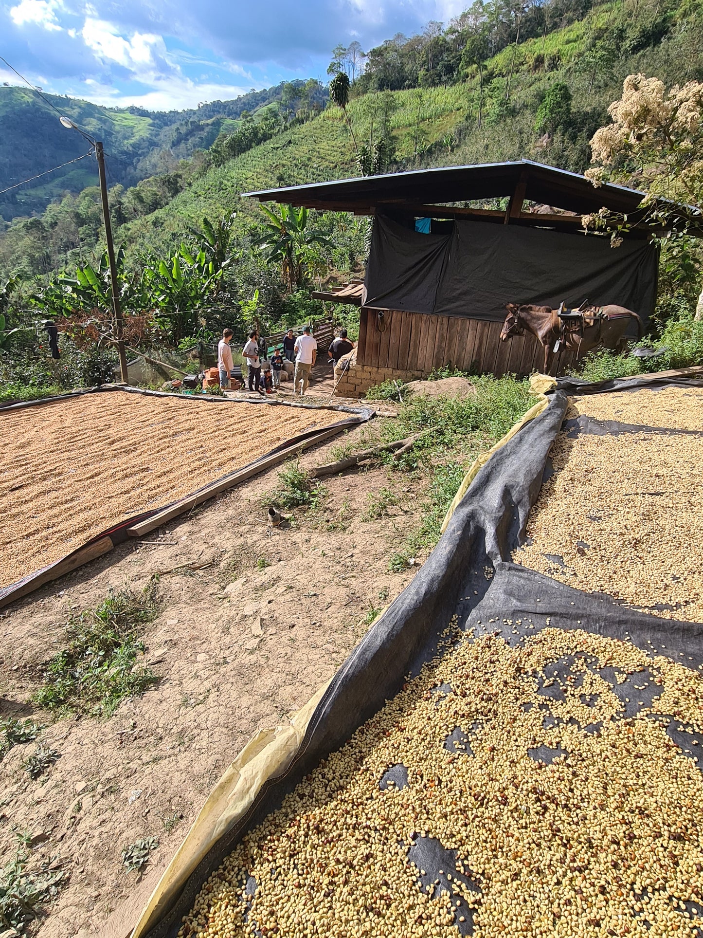 Peru - La Higuera Organic