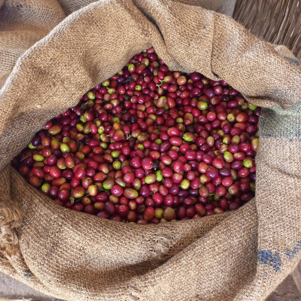Ethiopia Tariku Shantawene Natural Organic