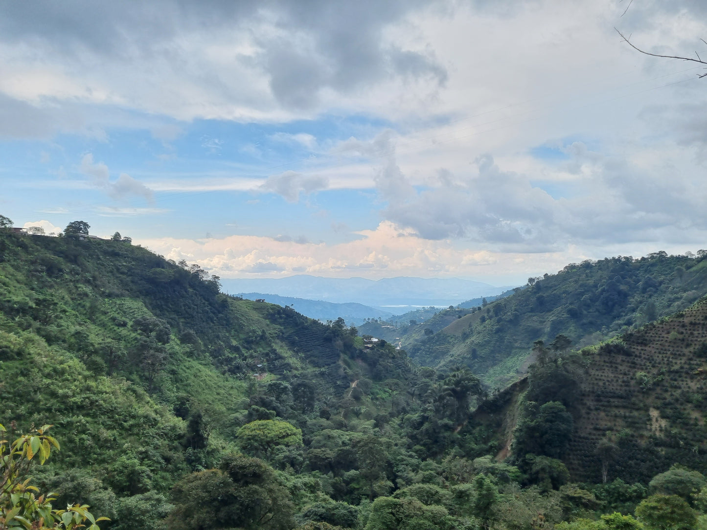 Colombia El Triunfo Pink Bourbon Washed