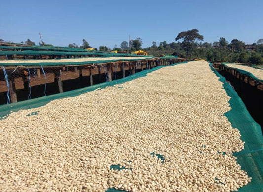 Ethiopia Chelchele Washed Organic