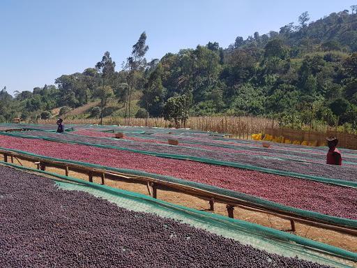 Ethiopia Hambela Wamena Buku Sayisa Washed
