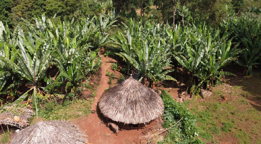 Ethiopia Banko Chelchele Natural