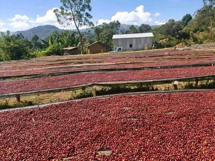 Ethiopia Tariku Shantawene Natural Organic