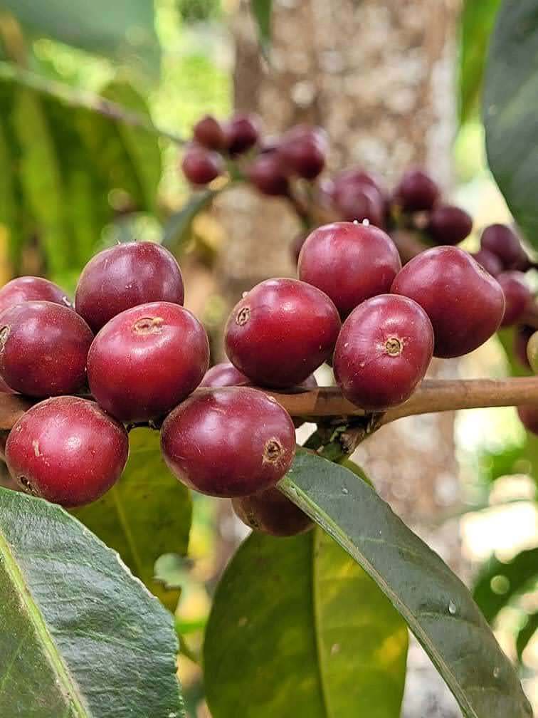 Ethiopia Hambela Wamena Buku Sayisa Washed
