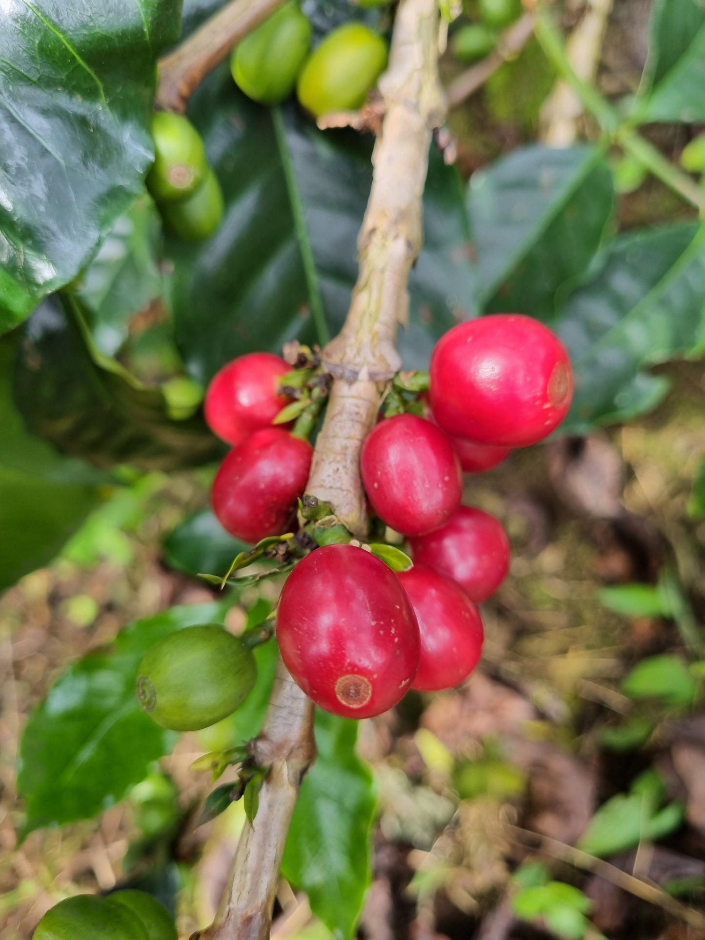 Colombia El Triunfo Pink Bourbon Washed