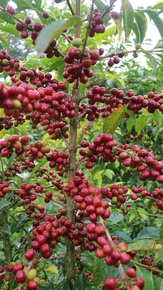 Ethiopia Tariku Shantawene Natural Organic