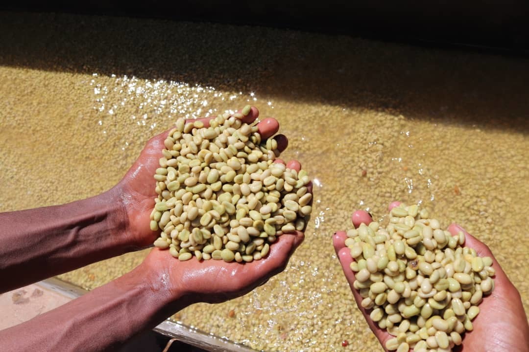 Ethiopia Guji Kelloo Raro #2