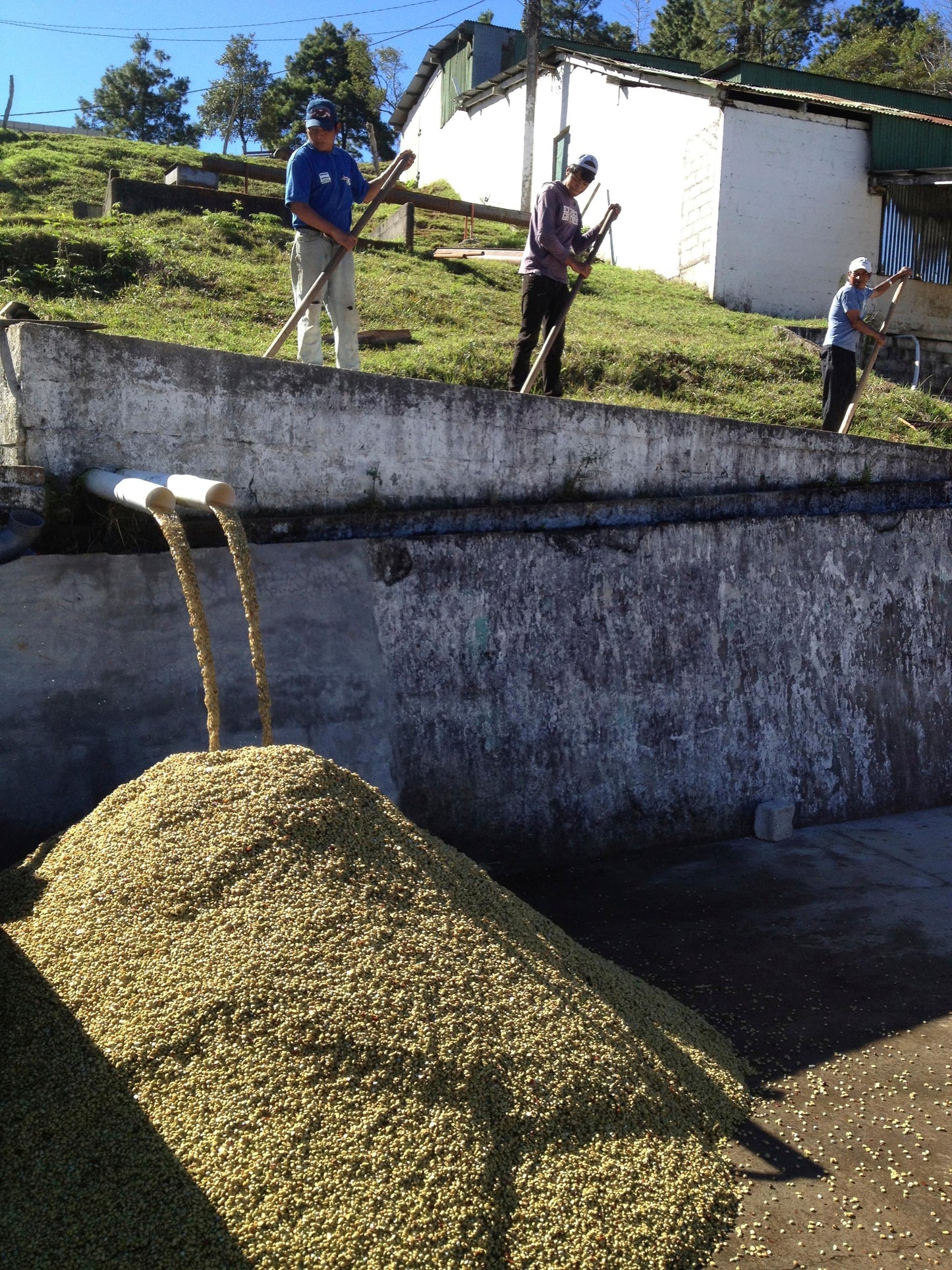 Honduras Caballeros Tina Washed