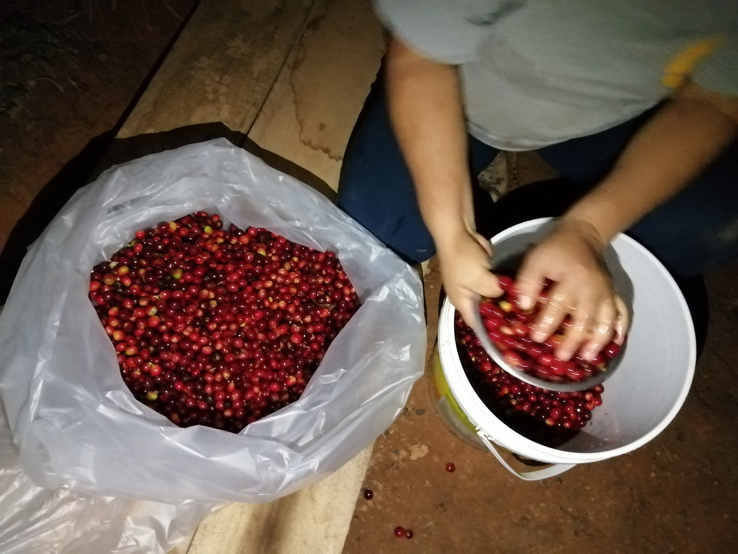 Peru - La Higuera Organic