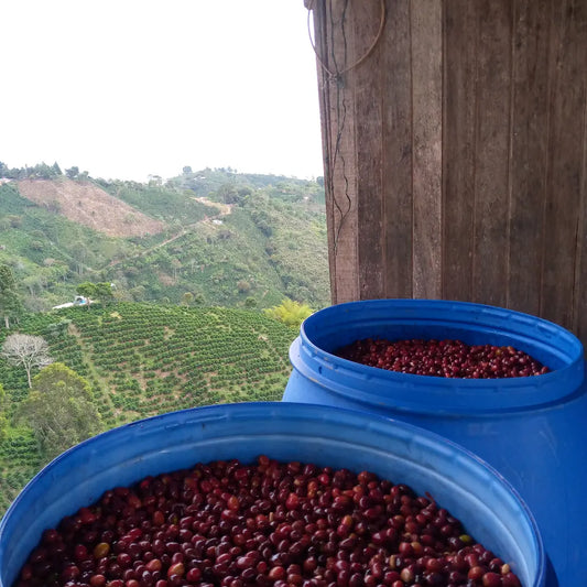 Colombia Los Yarumos Chiroso Washed