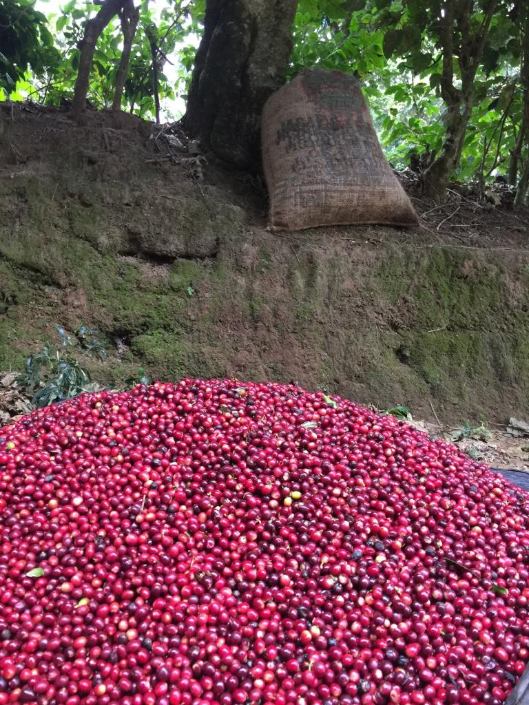 El Salvador Finca San Felipe
