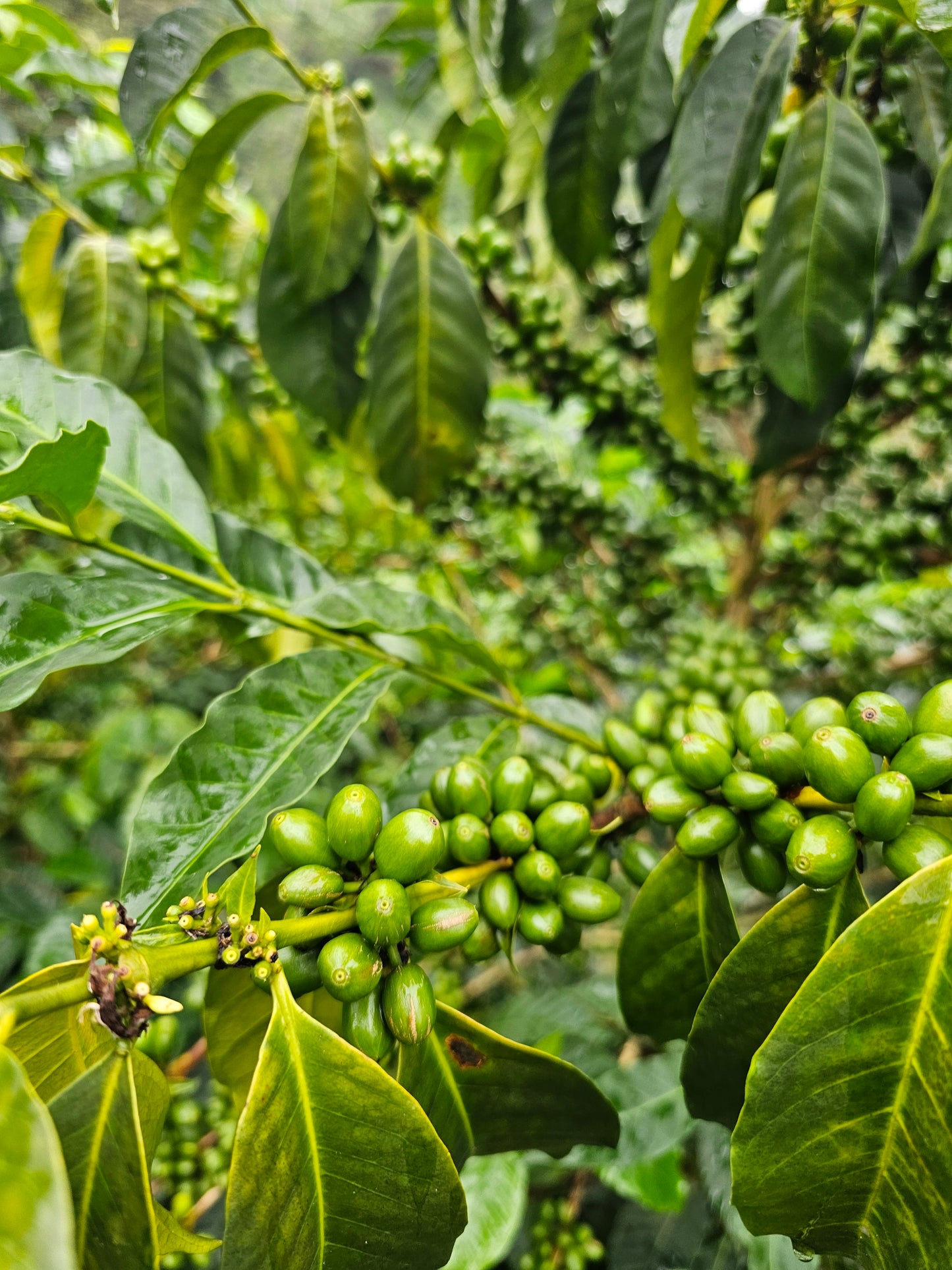 Colombia La Soledad Papayo Washed