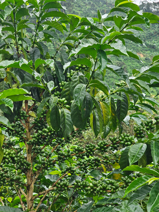 Colombia La Soledad Papayo Washed