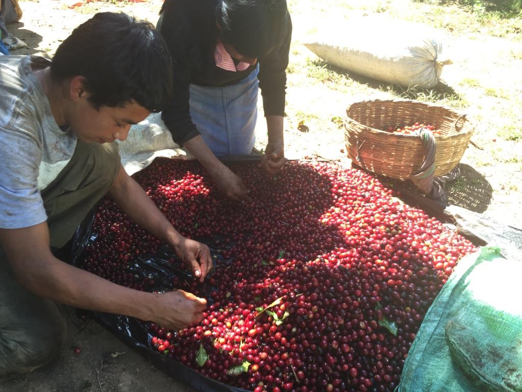 El Salvador Finca San Felipe