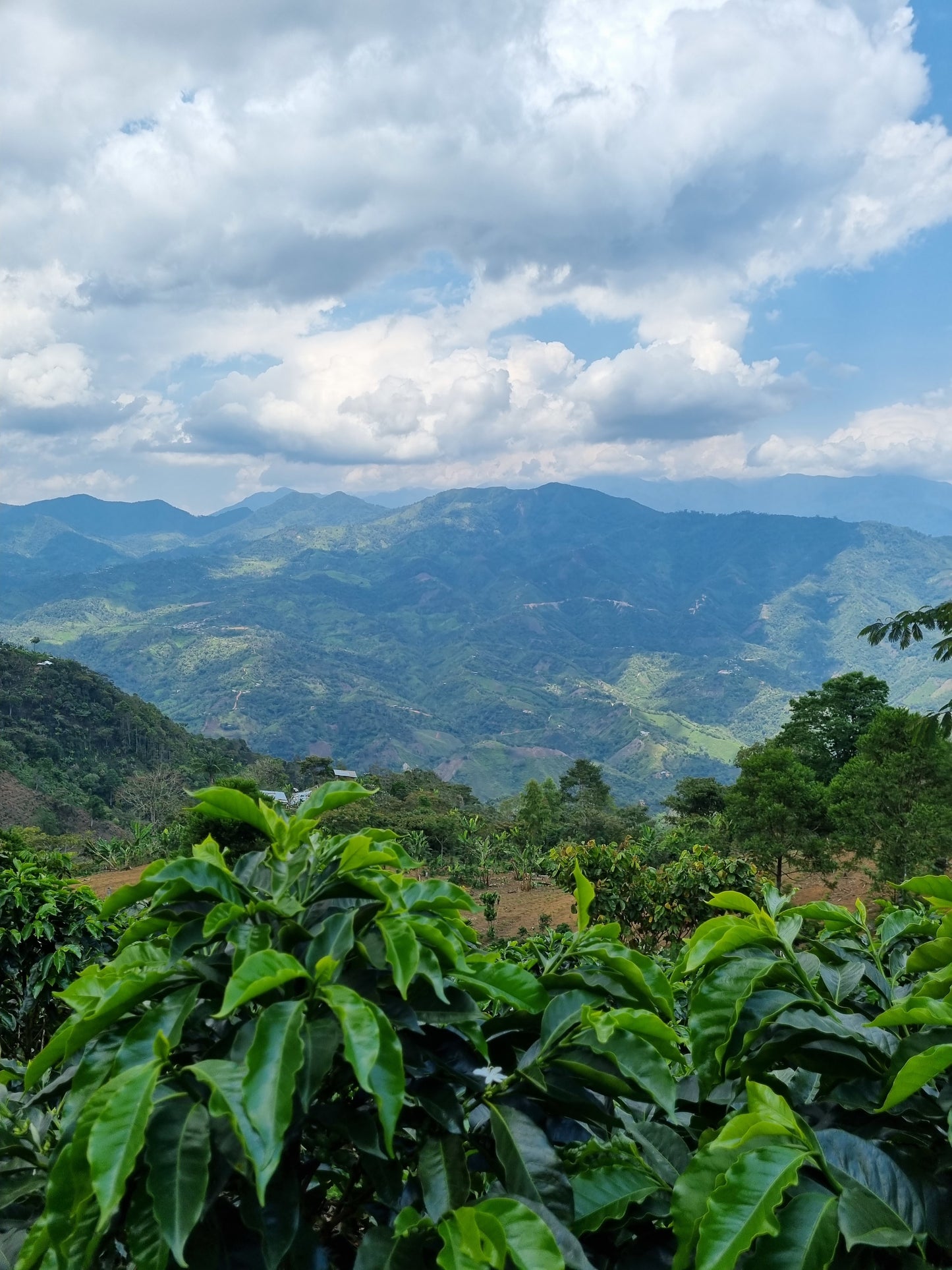 Peru - La Higuera Organic