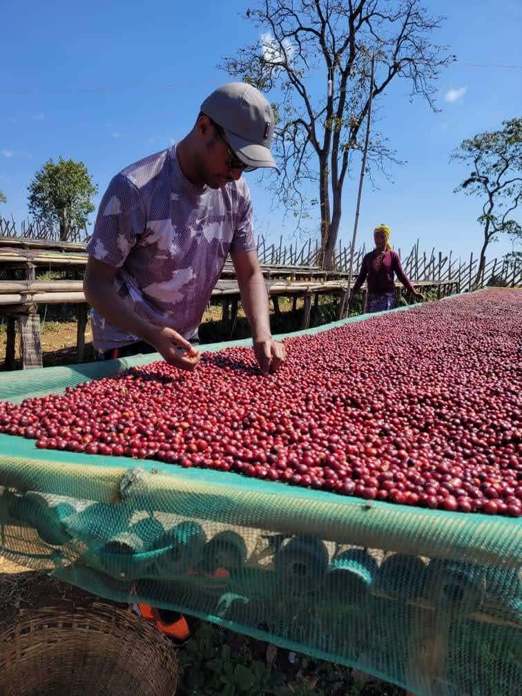 Ethiopia Hambela Wamena Buku Sayisa Washed