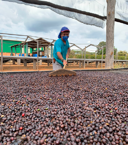 Brazil Daterra Full Bloom