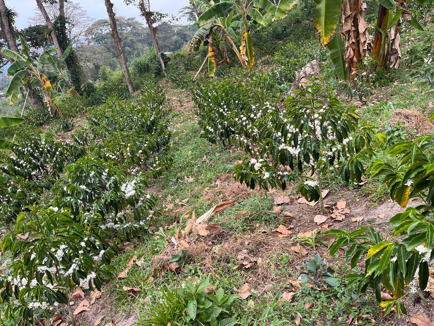 Colombia San Gabriel Sidra Bourbon Natural