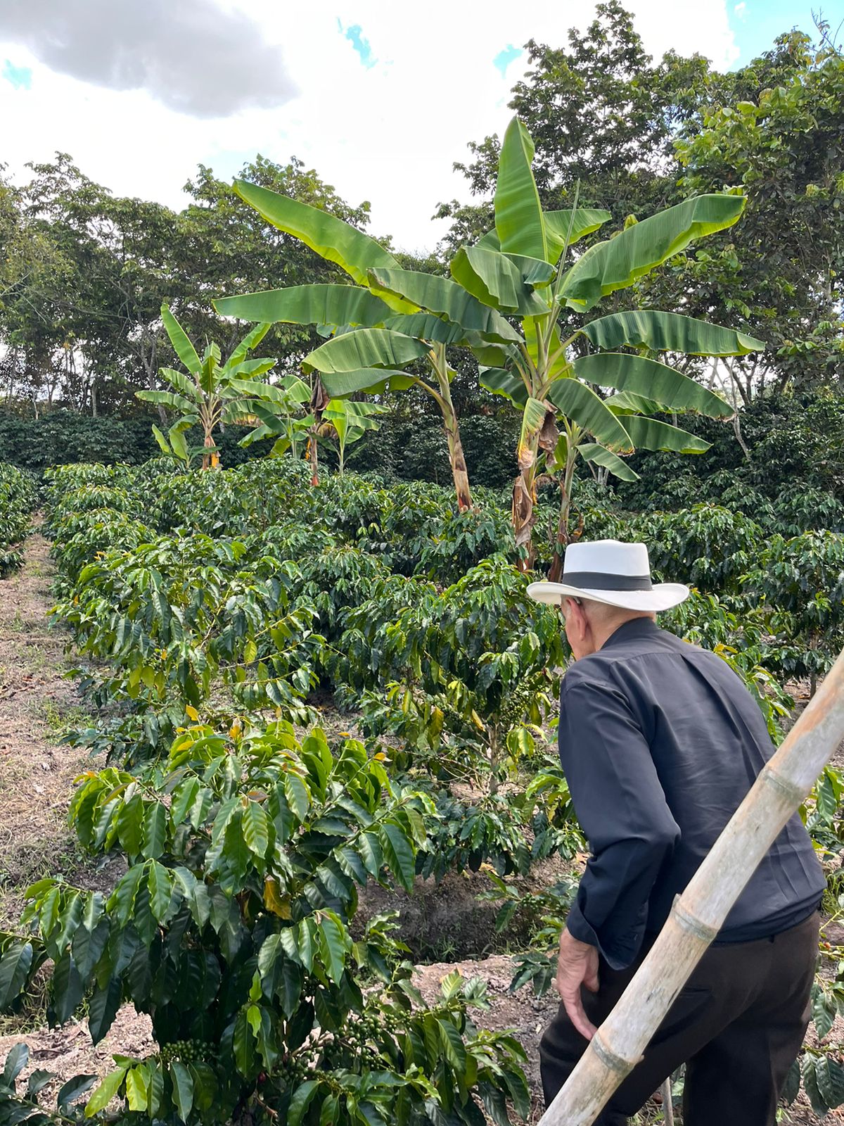 Colombia San Gabriel Sidra Bourbon Natural