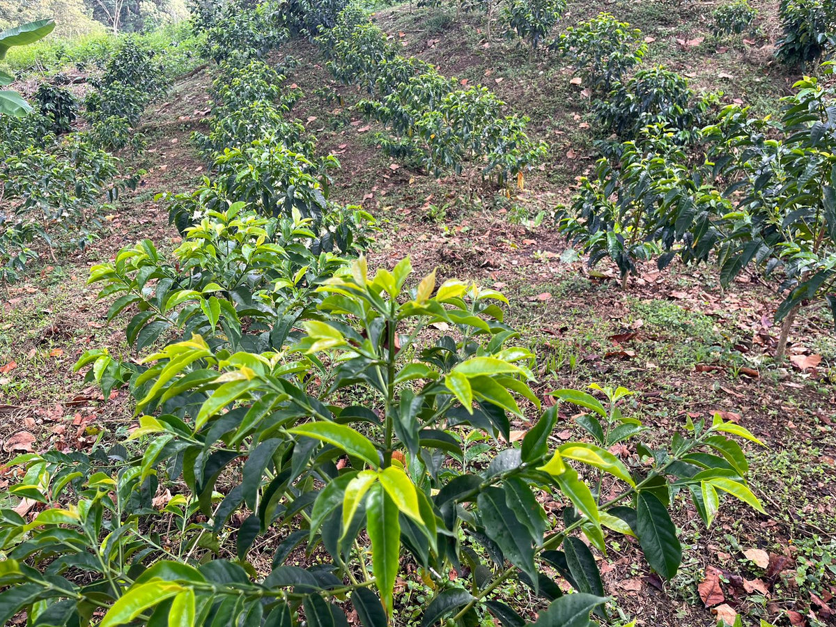 Colombia San Gabriel Sidra Bourbon Natural