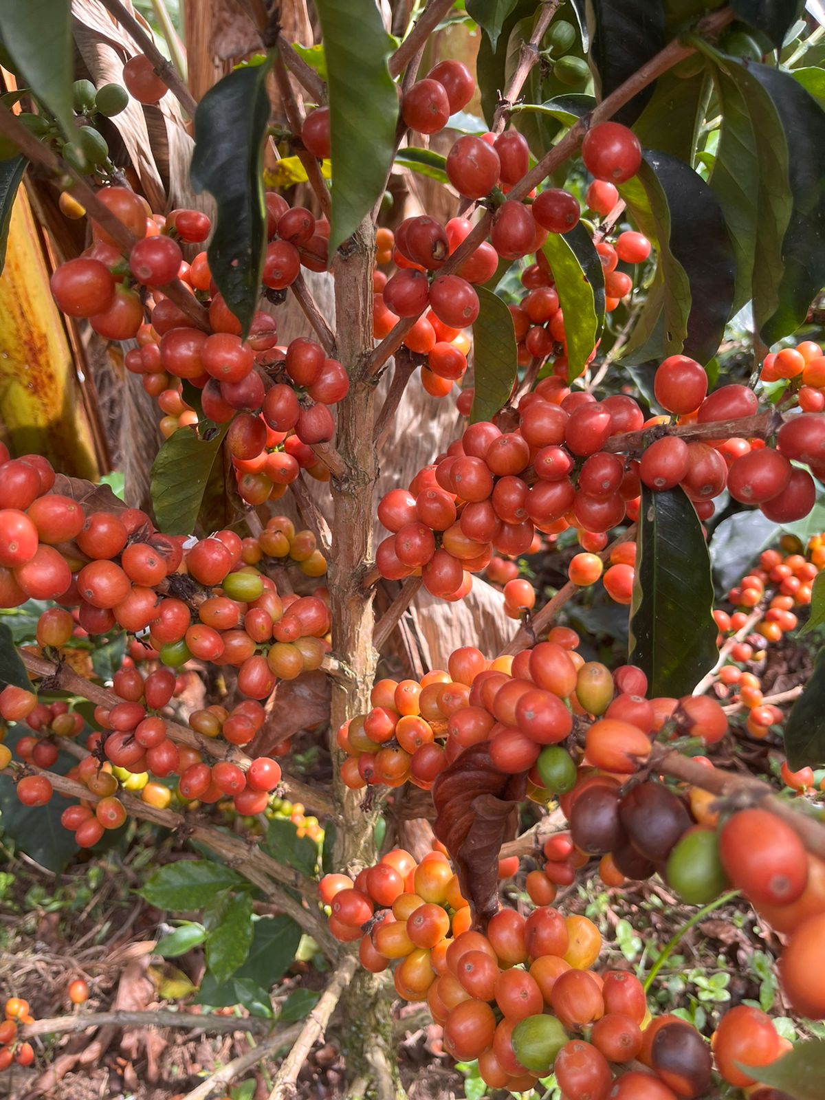Colombia San Gabriel Sidra Bourbon Natural