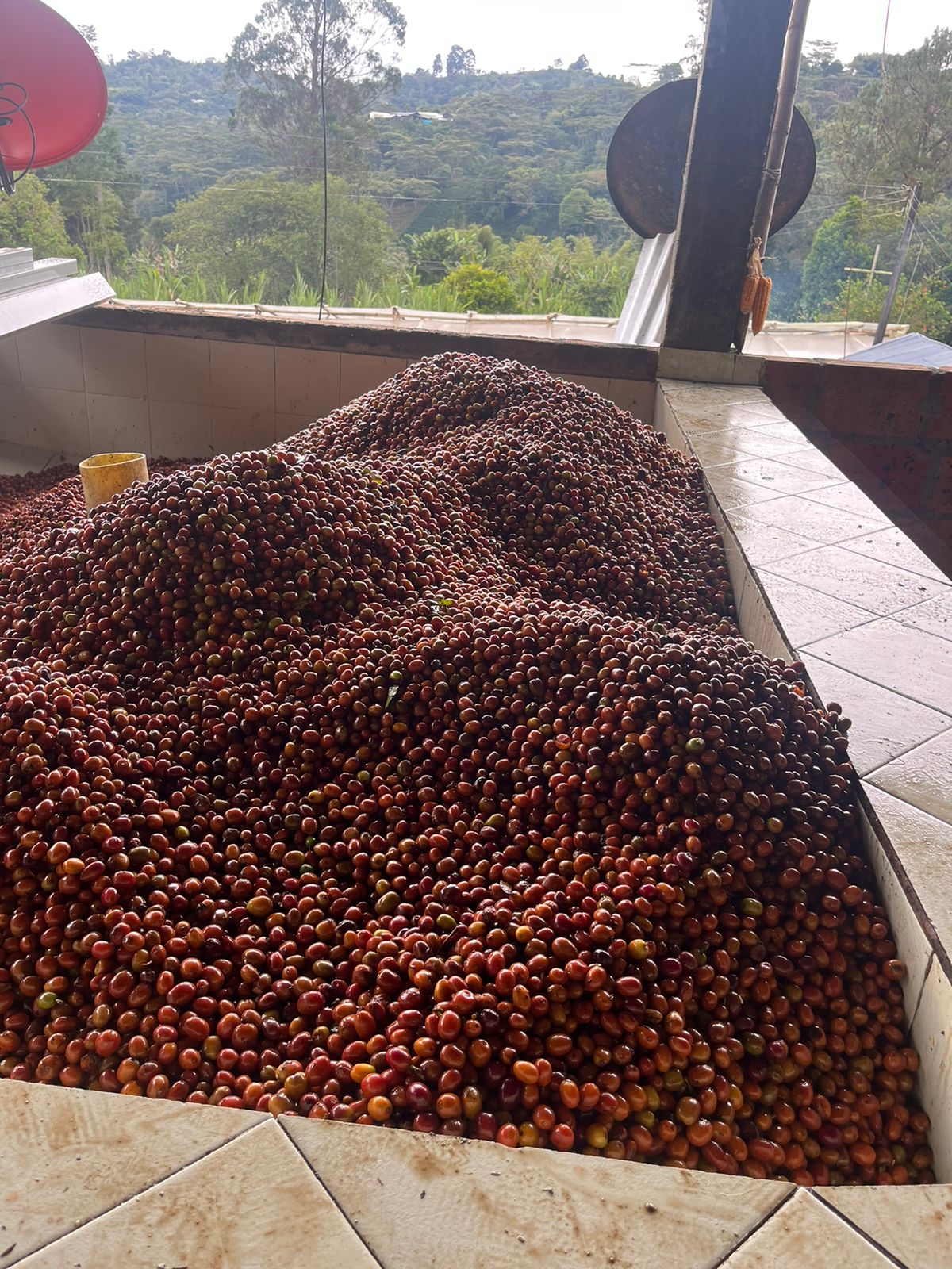 Colombia San Gabriel Sidra Bourbon Natural