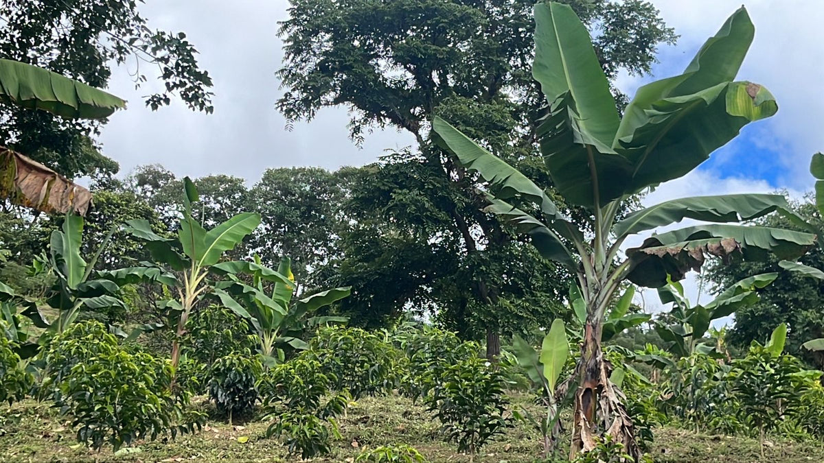 Colombia San Gabriel Sidra Bourbon Natural