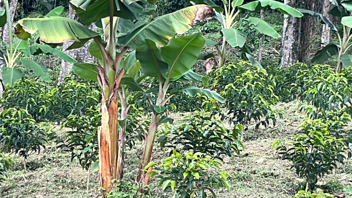 Colombia San Gabriel Sidra Bourbon Natural