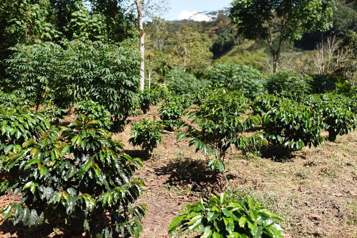 Colombia San Gabriel Sidra Bourbon Natural