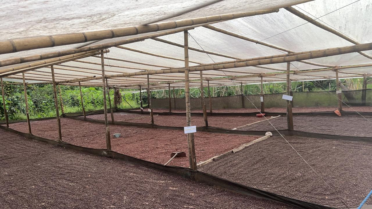 Colombia San Gabriel Sidra Bourbon Natural