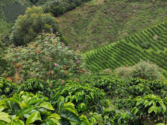 Colombia El Diviso Ombligon Natural