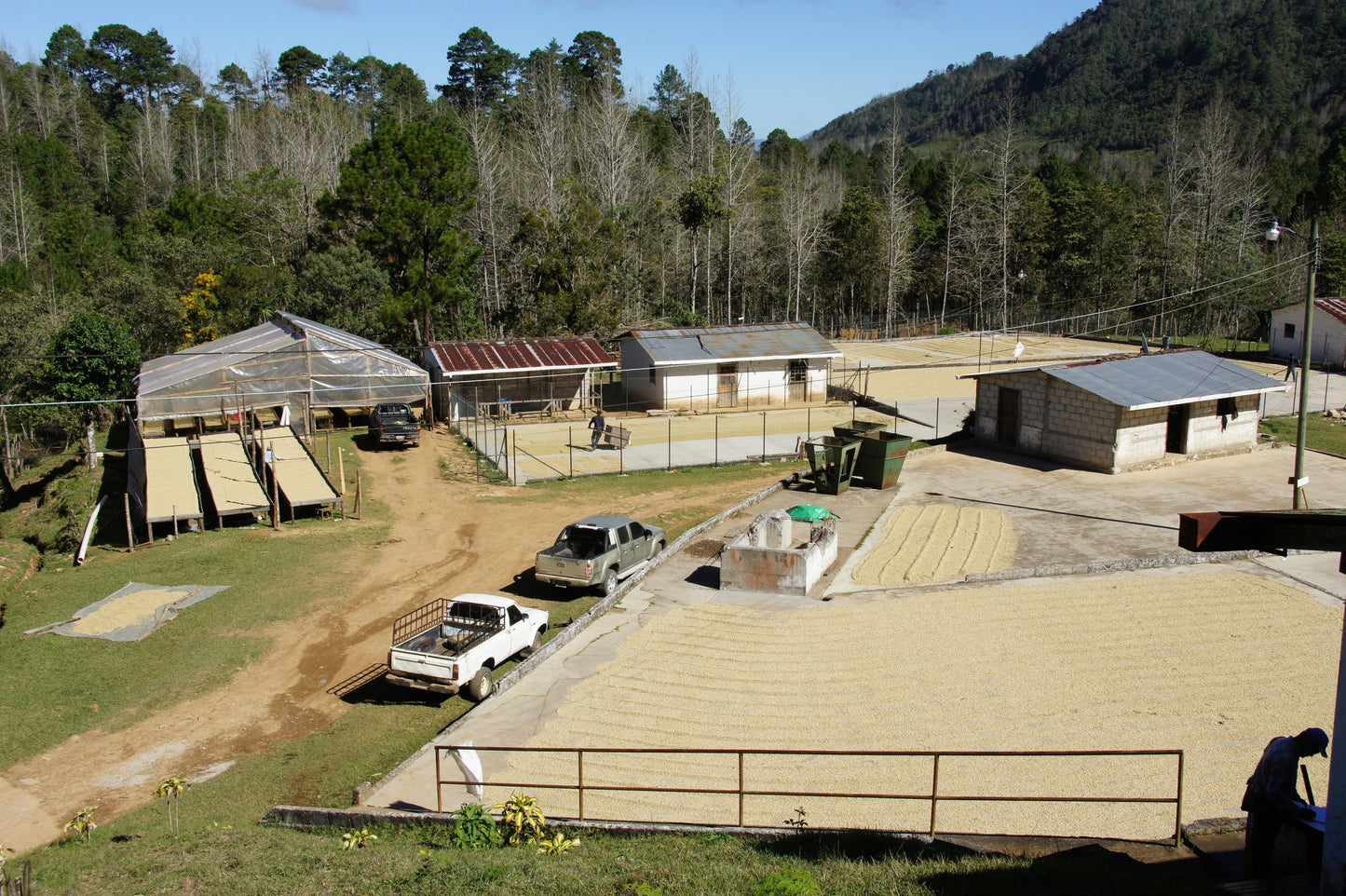 Honduras Caballeros Tina Washed