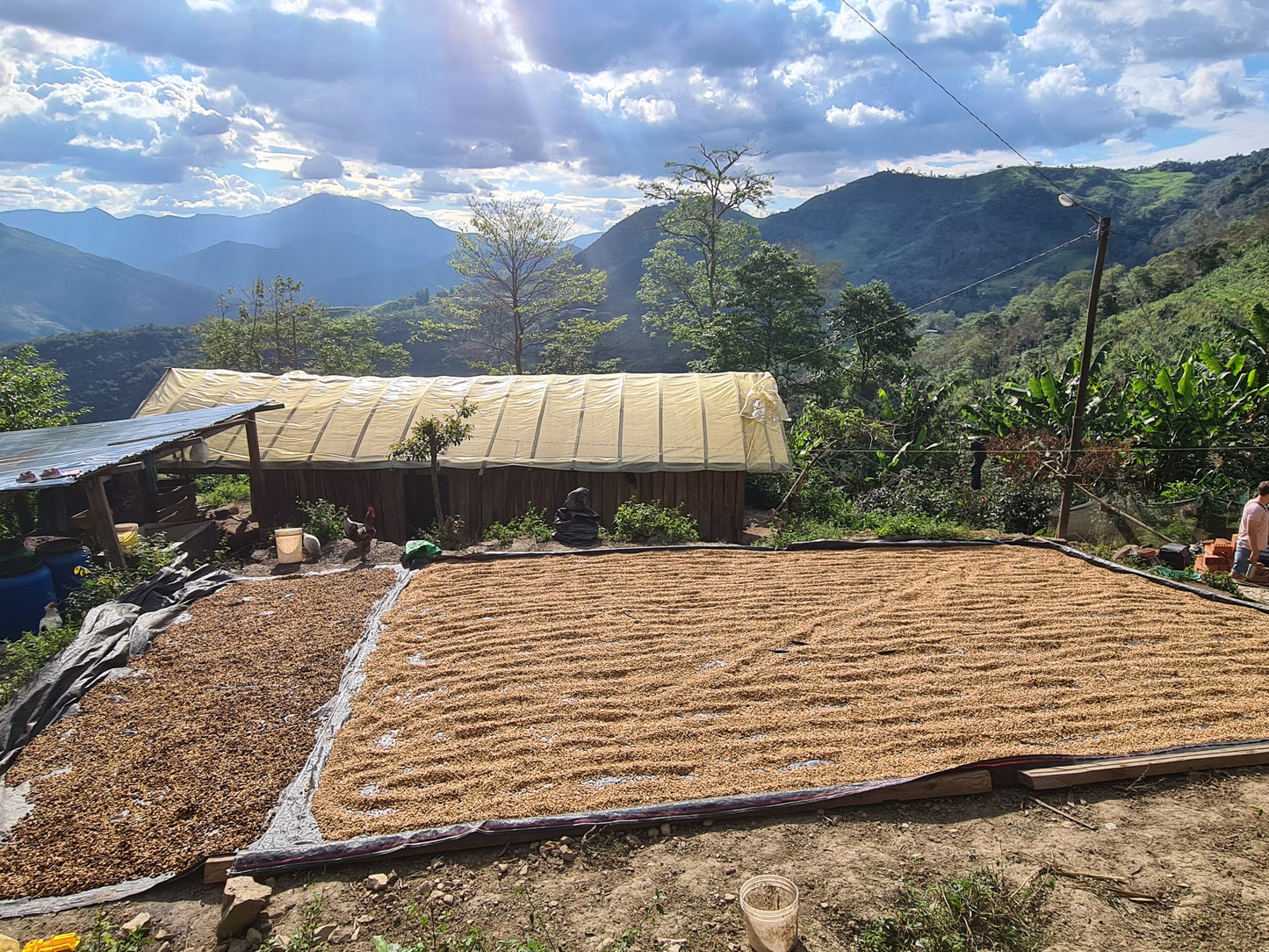 Peru - La Higuera Organic