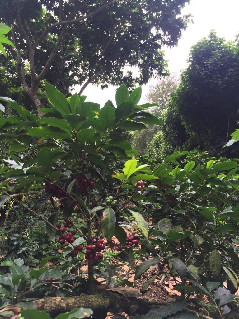 El Salvador Finca San Felipe
