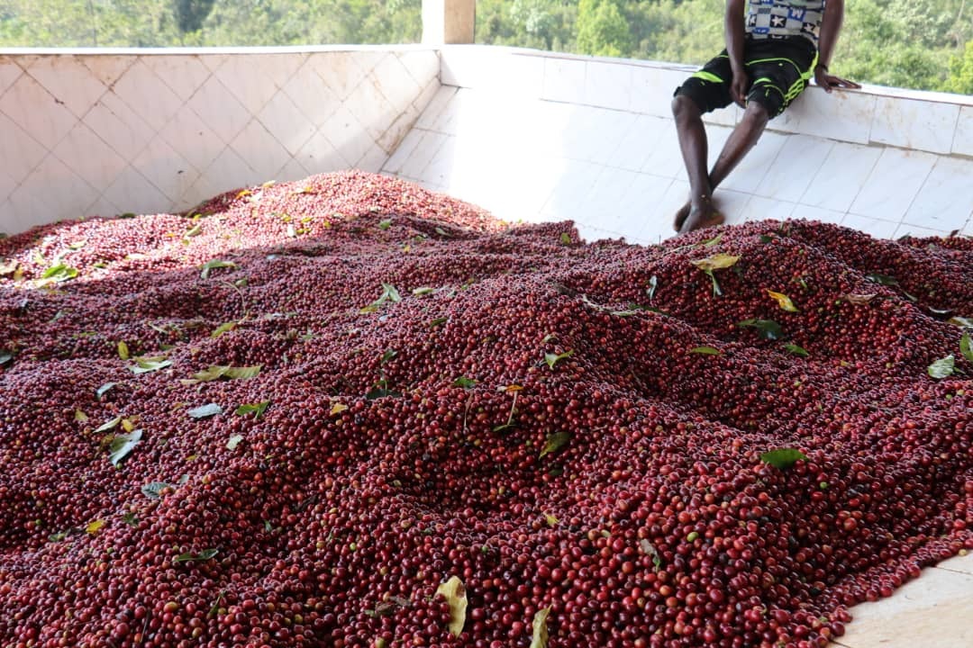 Ethiopia Guji Kelloo Raro #2