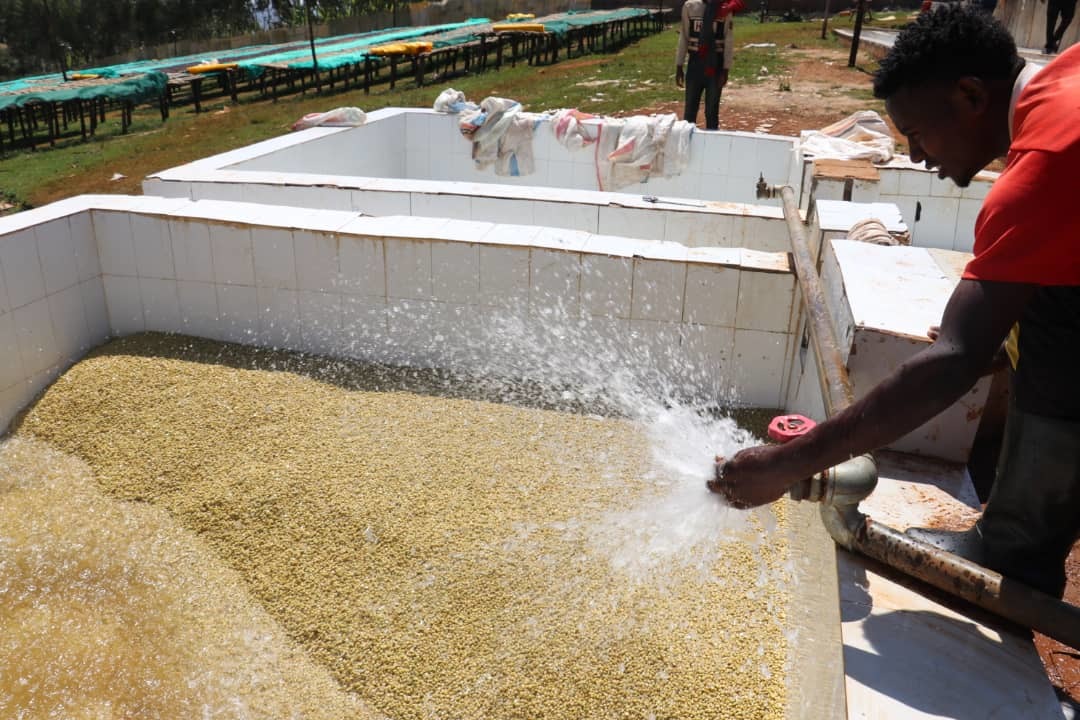 Ethiopia Guji Kelloo Raro #2