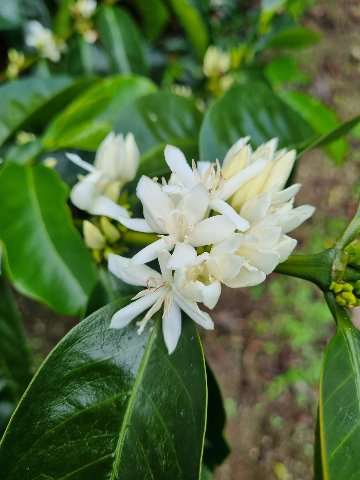 Peru - La Higuera Organic