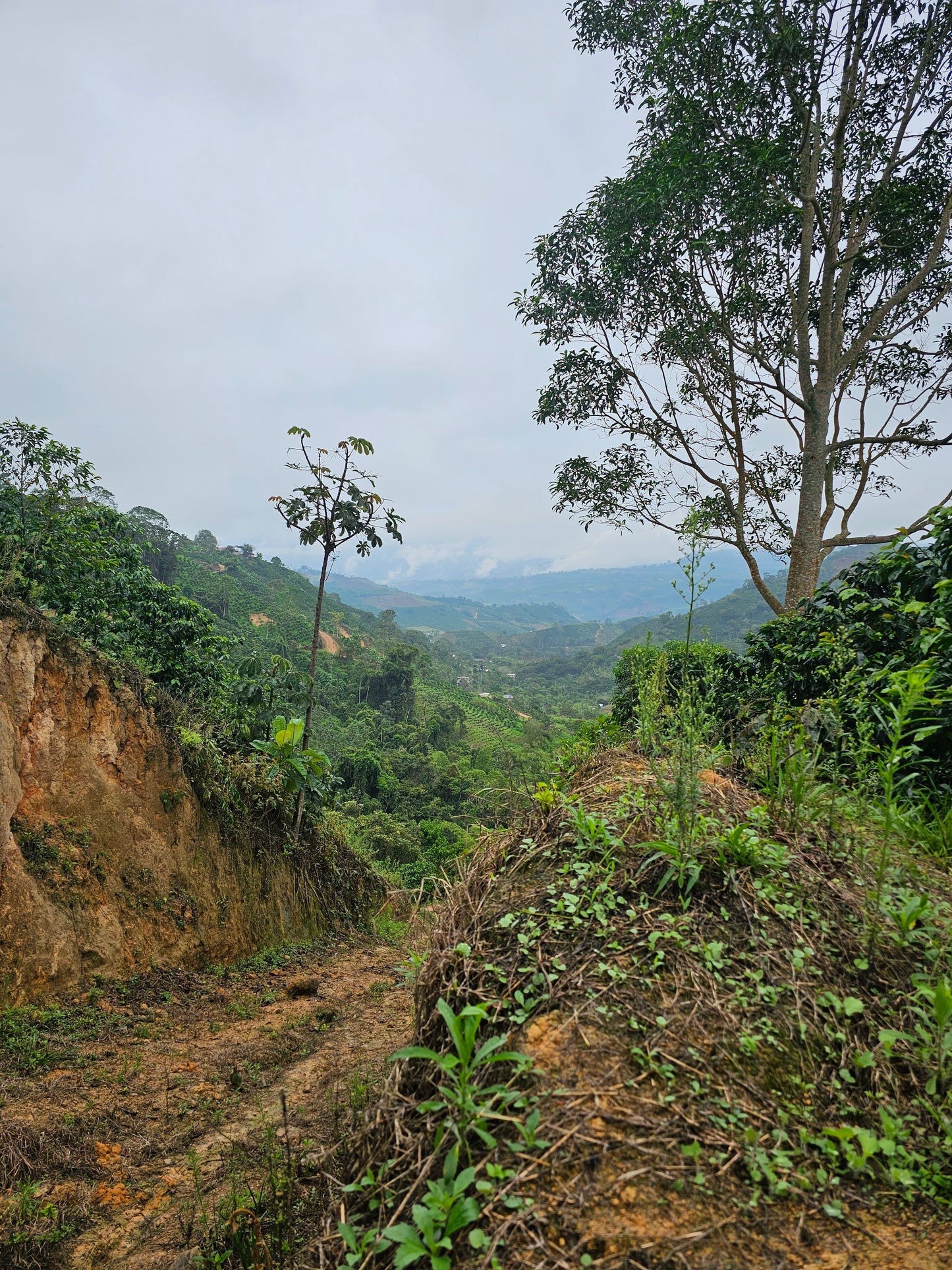 Colombia La Soledad Papayo Washed