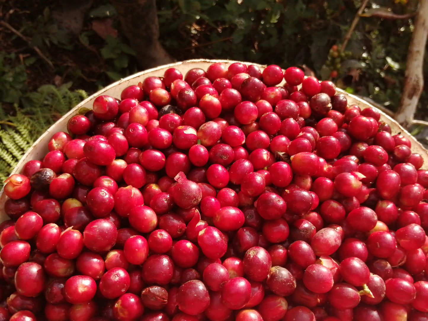 Peru - La Higuera Organic