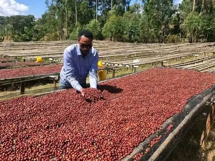 Ethiopia Tariku Shantawene Natural Organic