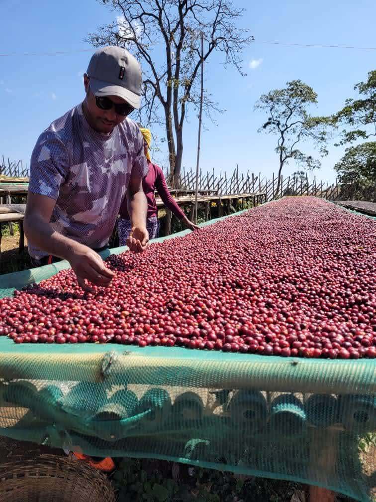Ethiopia Hambela Wamena Buku Sayisa Washed