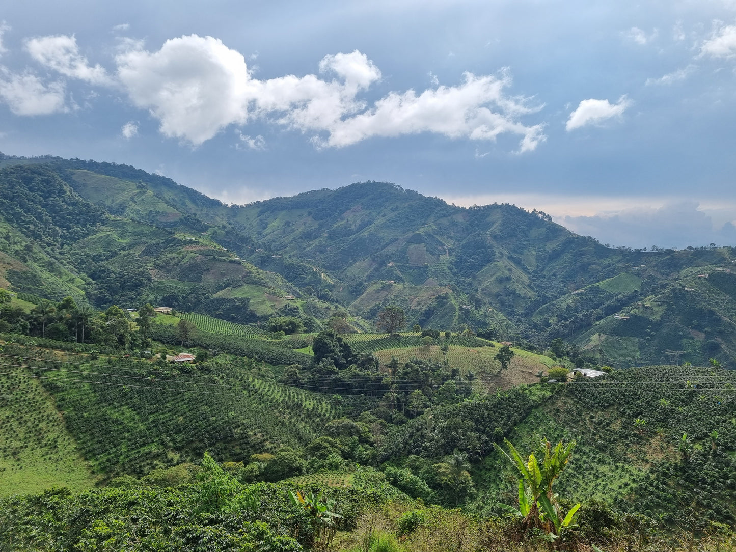 Colombia El Triunfo Pink Bourbon Washed