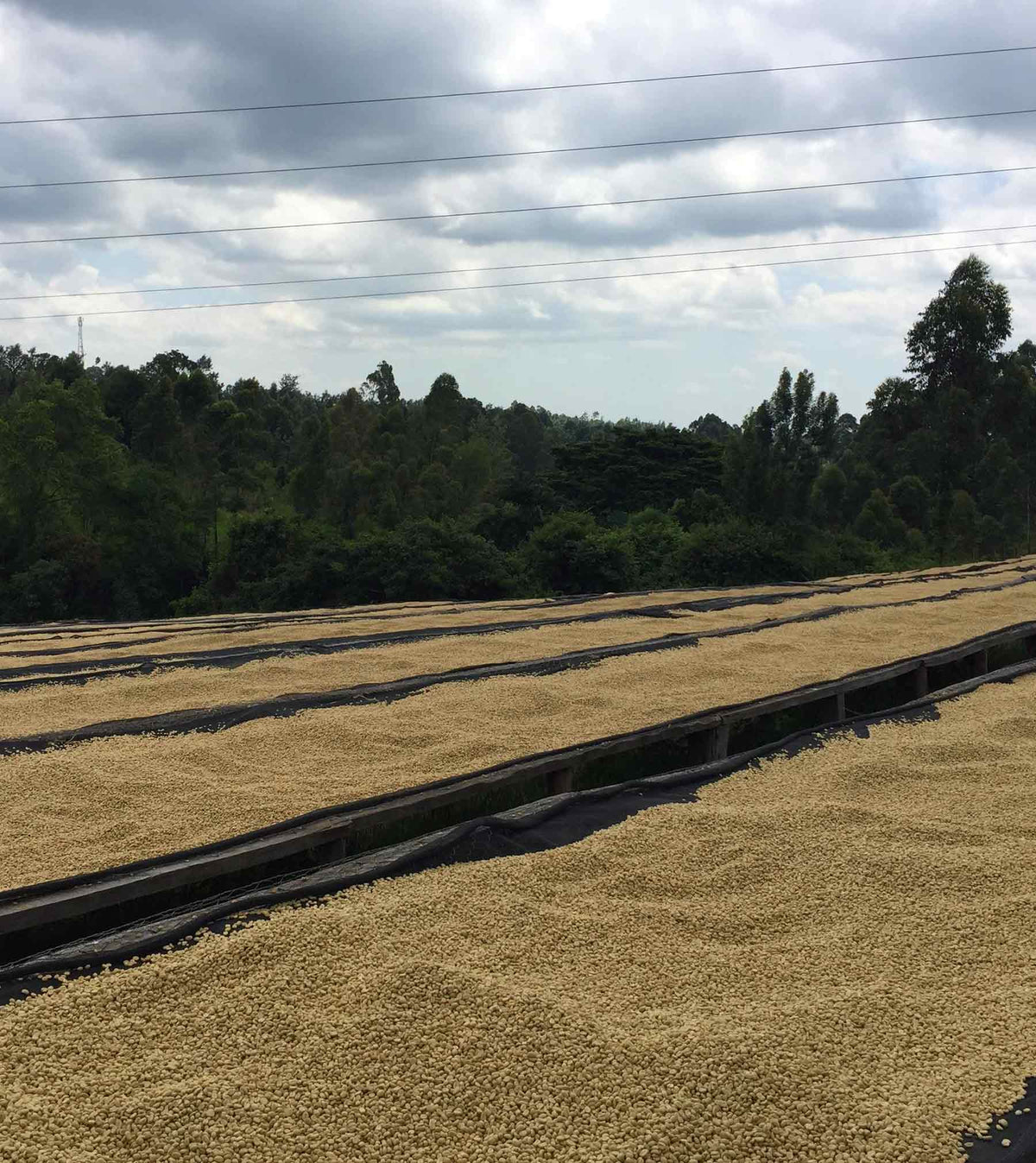 Kenya Nyeri Gititu Washed