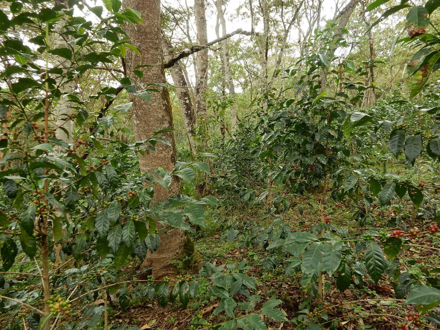DSCN0664
