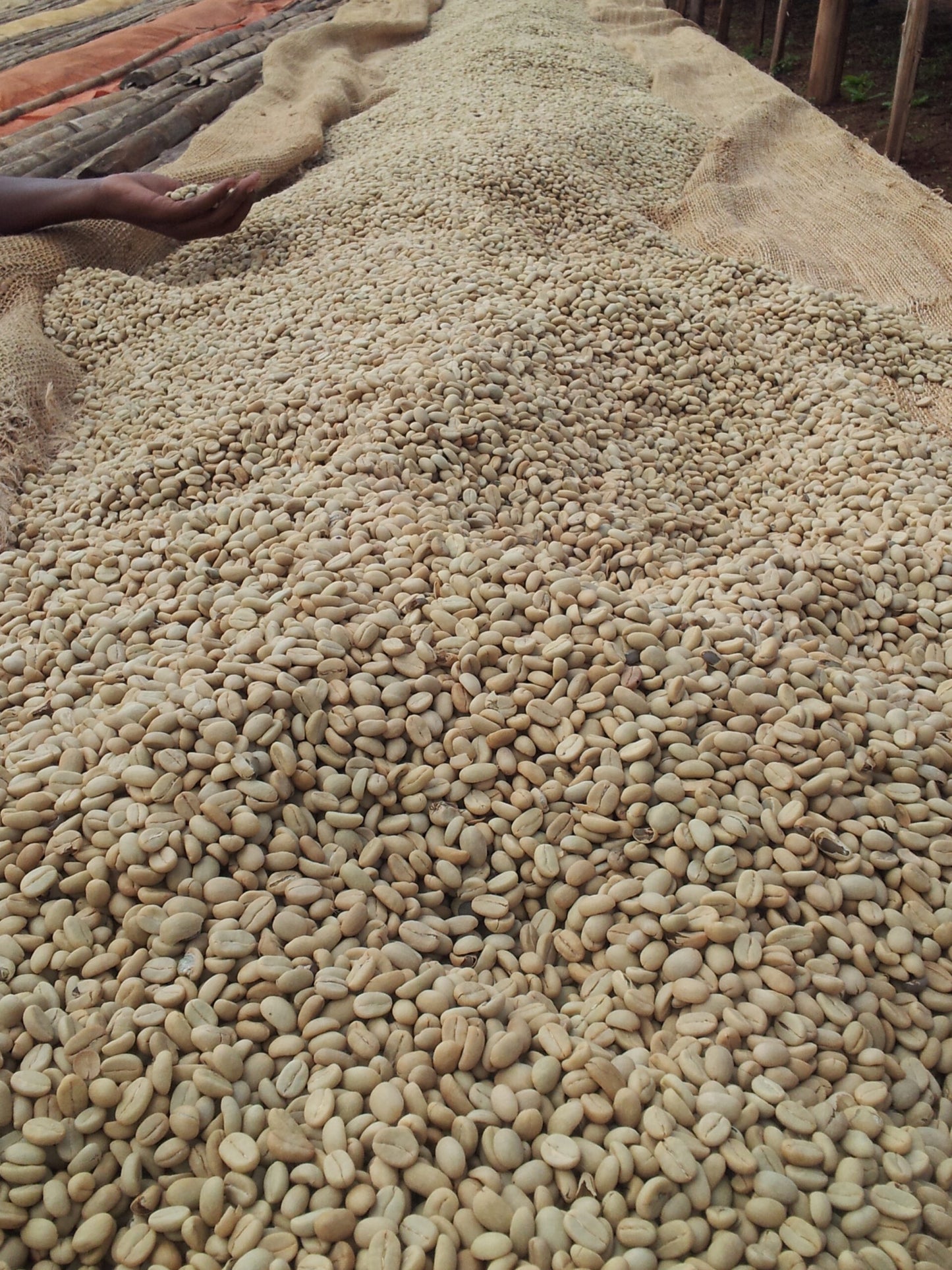 suke quto 9 days dried parchment