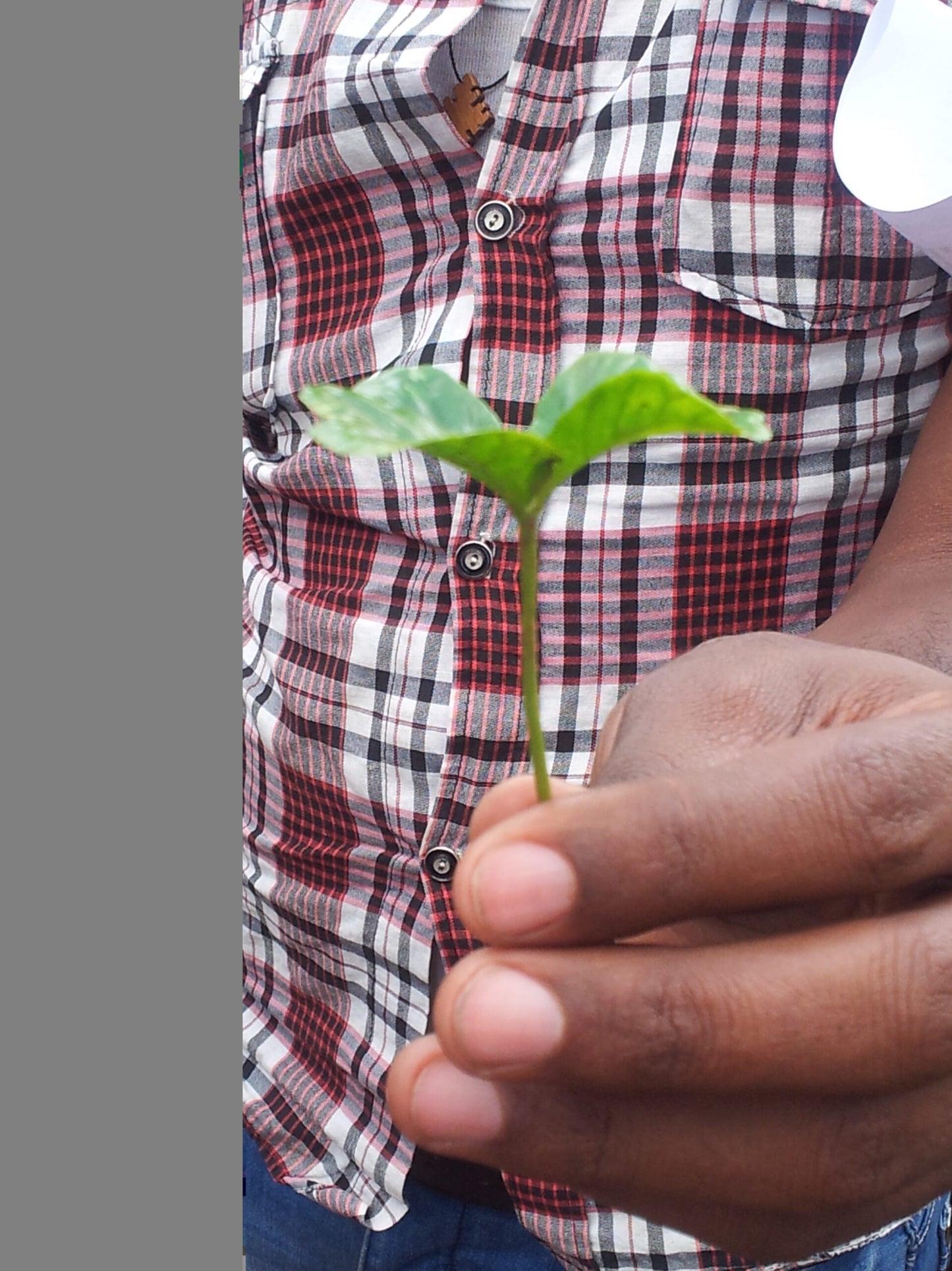 suke quto butterfly seedling