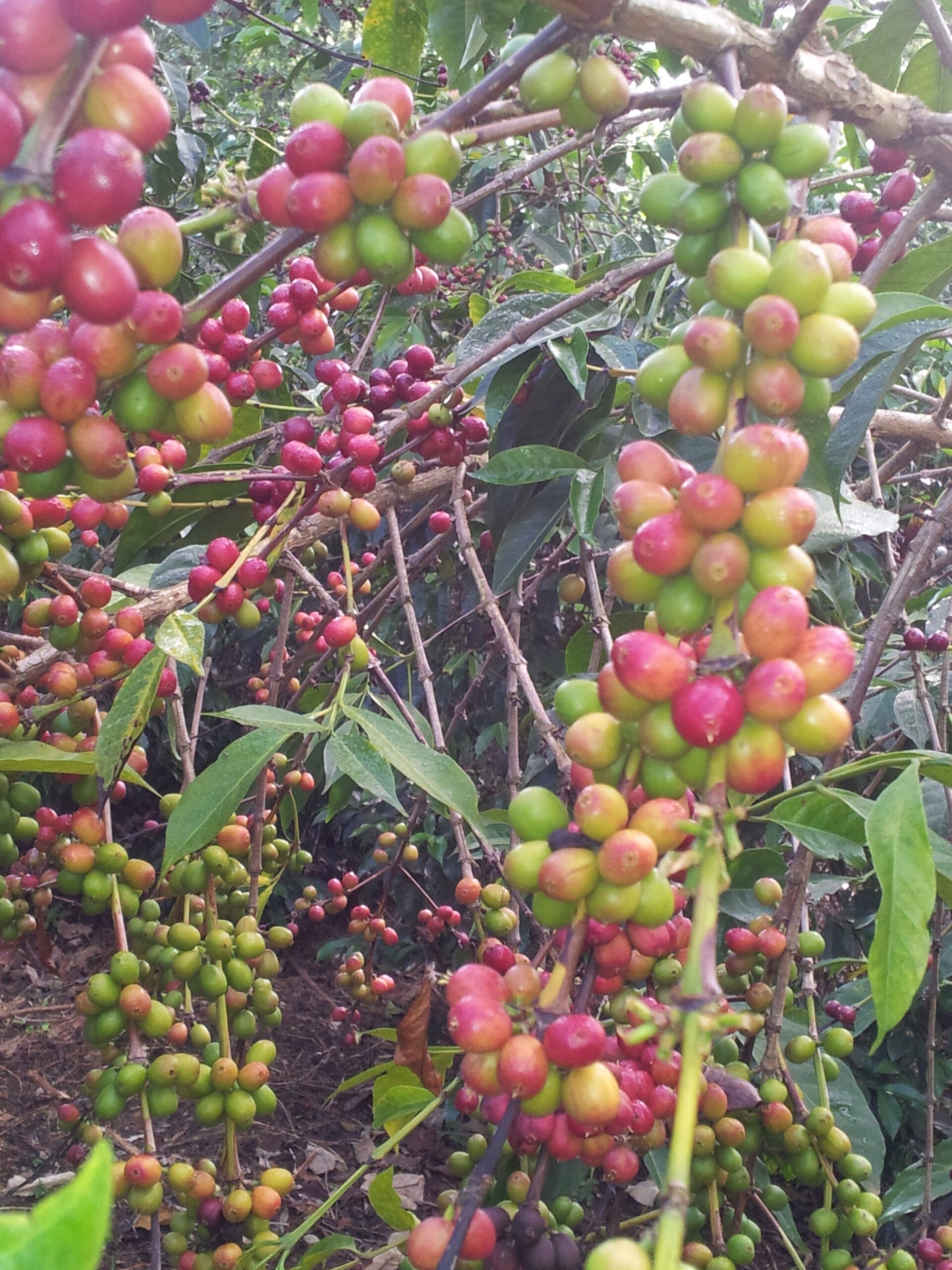 suke quto cherries