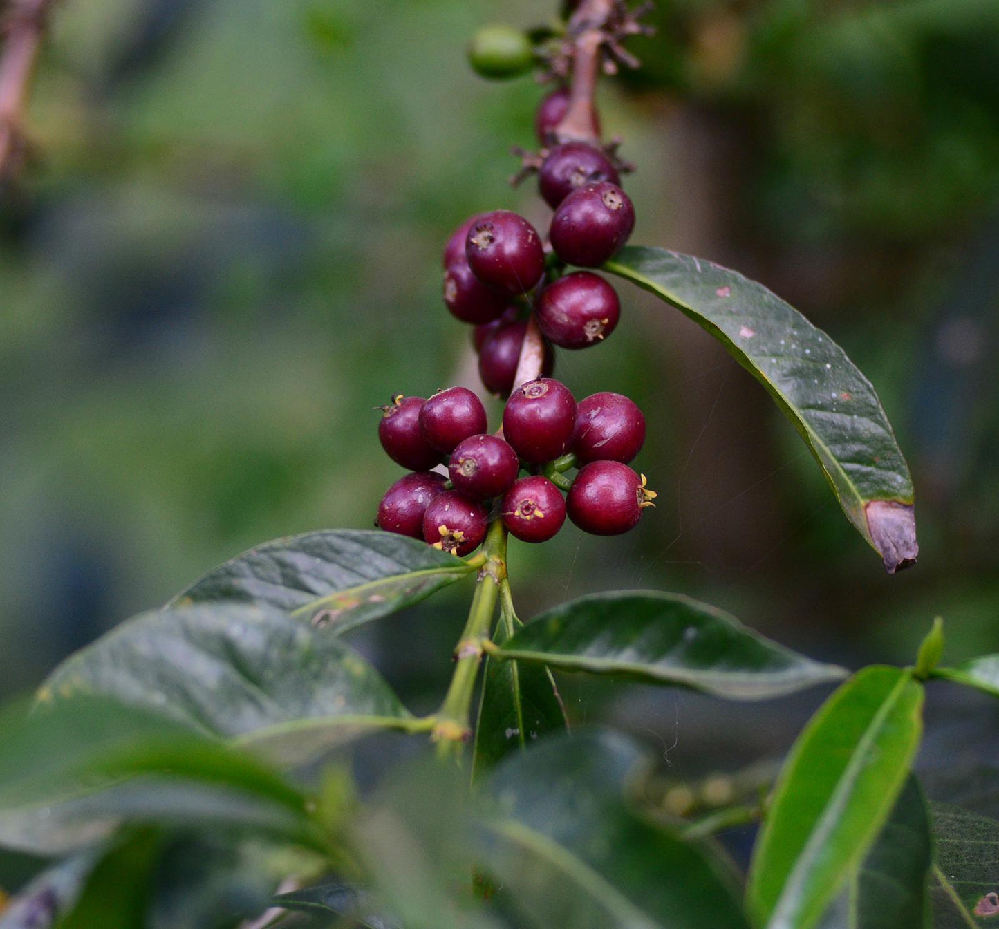Ethiopia Guji Hambela Wamena Benti Nenka Natural