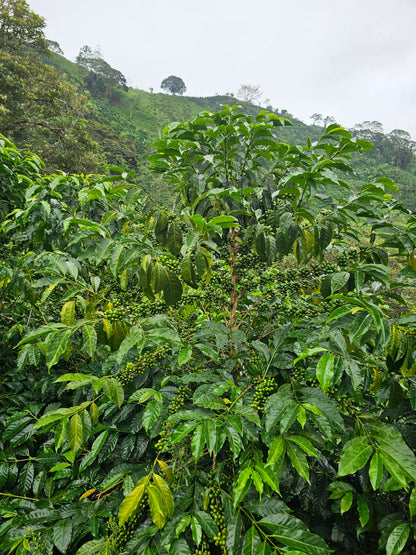 Colombia La Soledad Papayo Washed